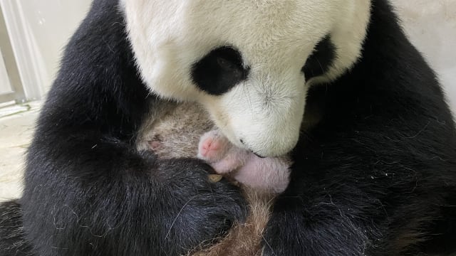 大熊猫嘉嘉很护崽 宝宝性别四至六周后才能知晓