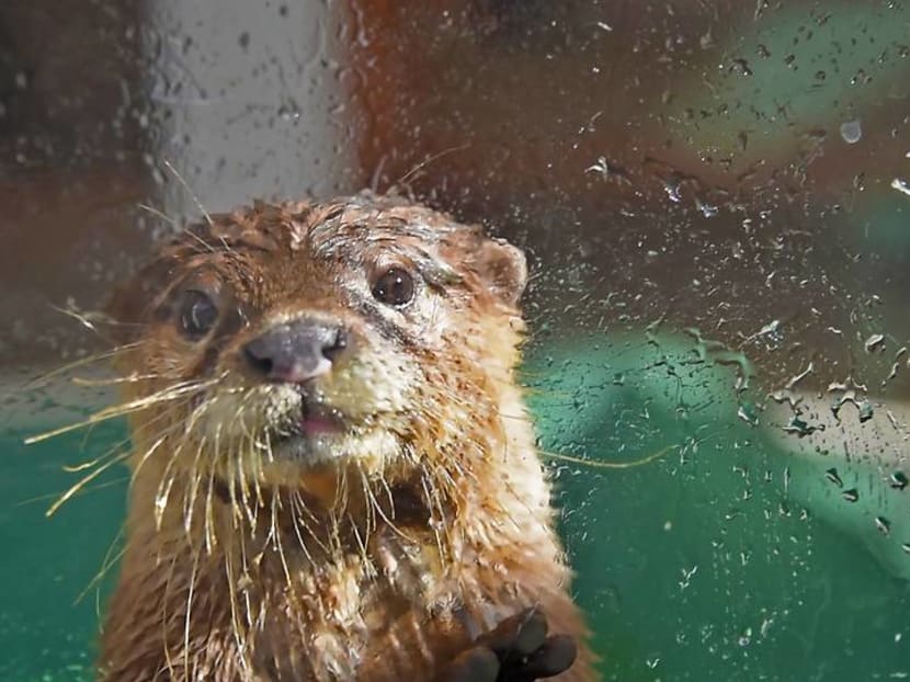 Coffee with cakes, snakes, hedgehogs and otters: Inside Tokyo’s unusual cafes Coffee with cakes, snakes, hedgehogs and otters: Inside Tokyo’s unusual cafes