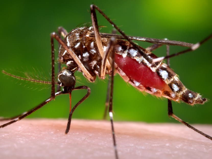 A female Aedes aegypti mosquito in the process of acquiring a blood meal from a human host. Photo: Centers for Disease Control and Prevention via AP