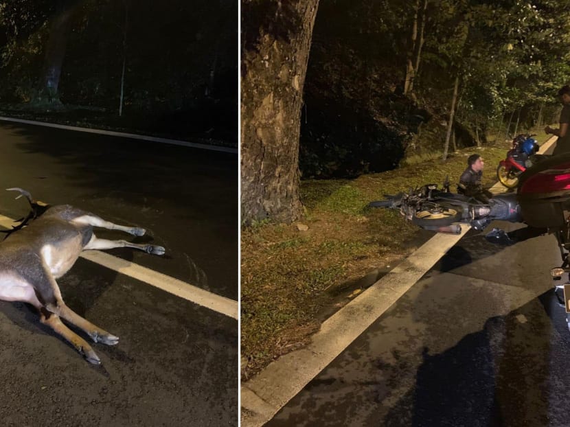 Photos shared on the Nature Society Singapore's Facebook group showed the deer lying in the middle of two lanes, while a motorcyclist sat on the kerb by the roadside with his bike on the ground.