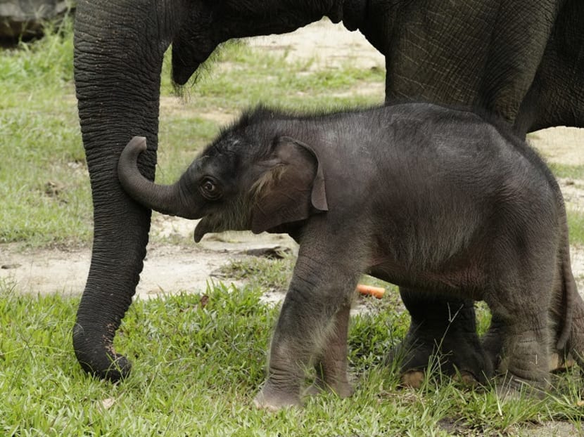 Night Safari welcomes baby elephant, first in six years