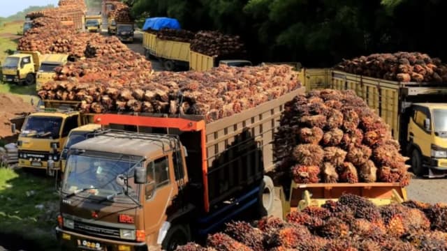印尼宣布暂停让出口商使用部分棕榈油出口准证