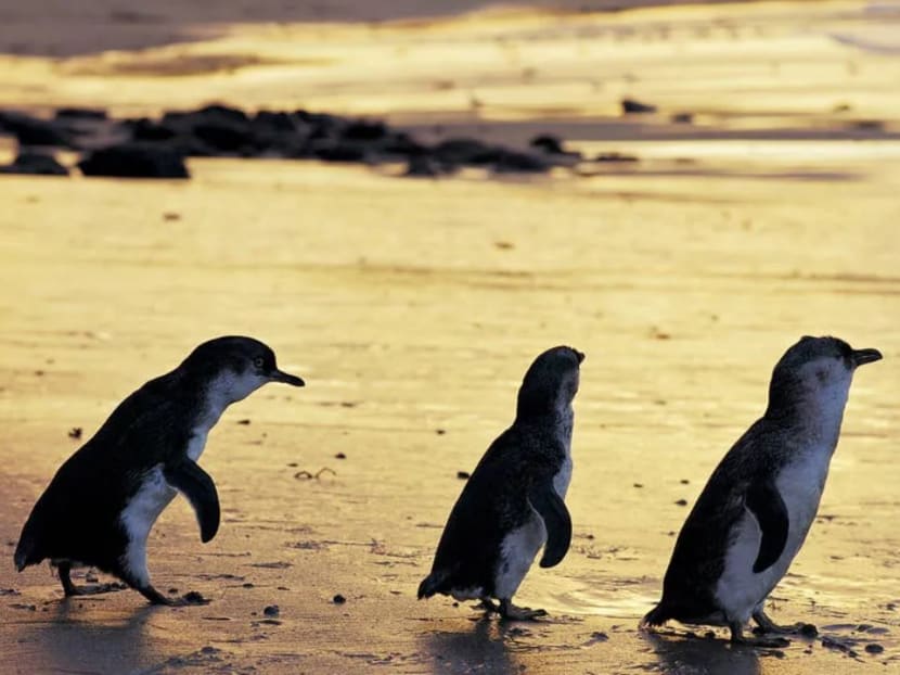 Aussie penguin parade is lockdown live-stream hit Aussie penguin parade is lockdown live-stream hit