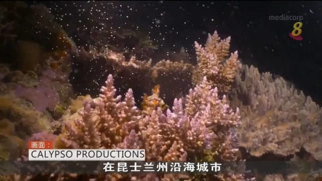 澳洲大堡礁珊瑚产出大量卵子和精子 形成壮观奇景