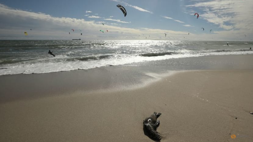 South Africa investigates seal deaths along Cape coast South Africa investigates seal deaths along Cape coast