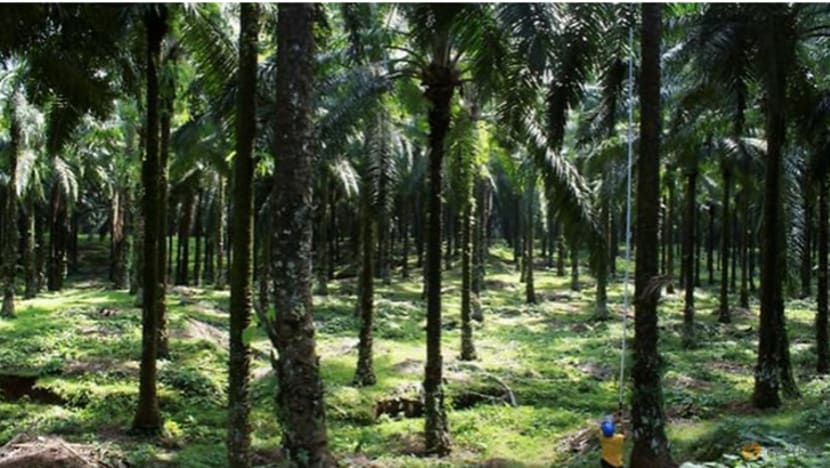Indonesia mungkin rampas 1.4 juta hektar tanah sawit