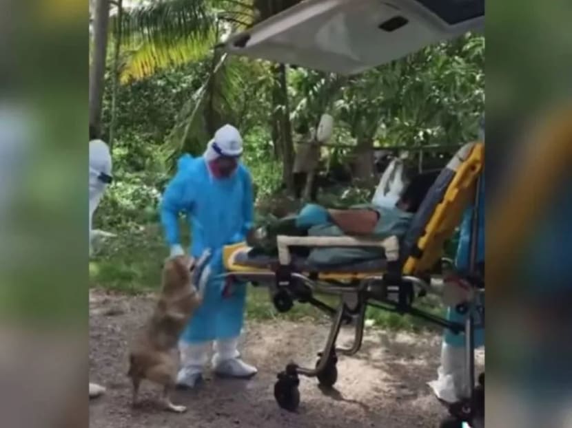 A recording showing the dog trying to jump onto the stretcher carrying its owner as she is wheeled by health workers in personal protective equipment into an ambulance has gone viral.