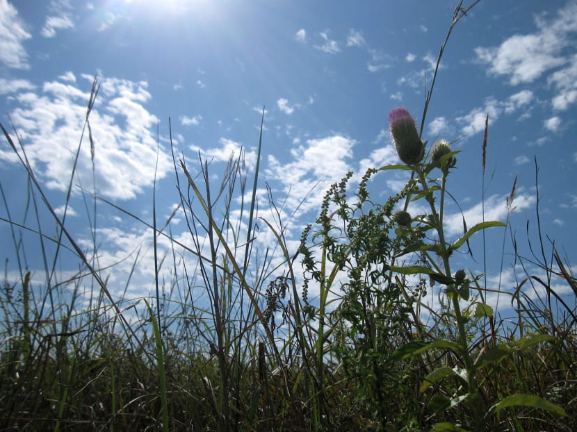Kansas prairie park preserves vanishing tallgrass