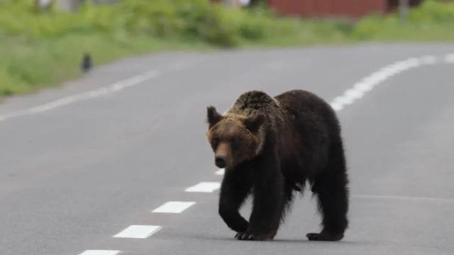 晨光|纸上风云：日本棕熊食物不够 八成幼崽饿死