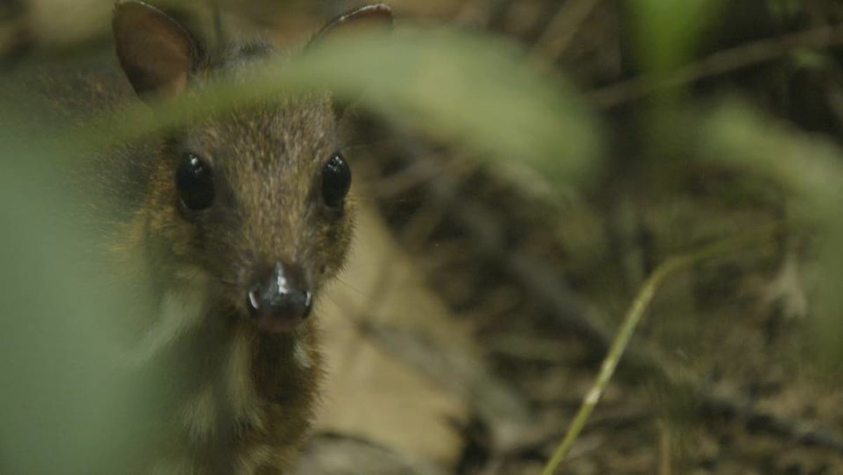 Wild City - S1: Forest Life - The Greater Mousedeer - CNA