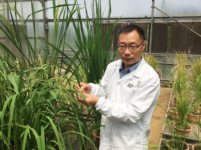 S’pore scientist wins Asean award for research on rice