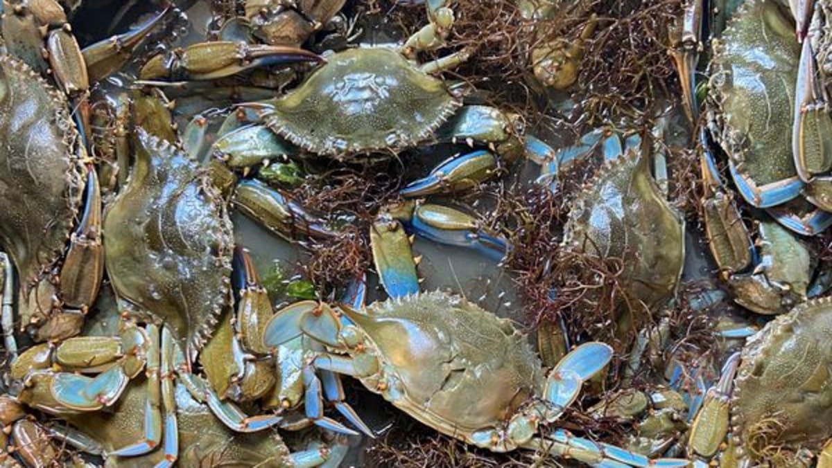 Italy earmarks €2.9 million to tackle blue crab invasion