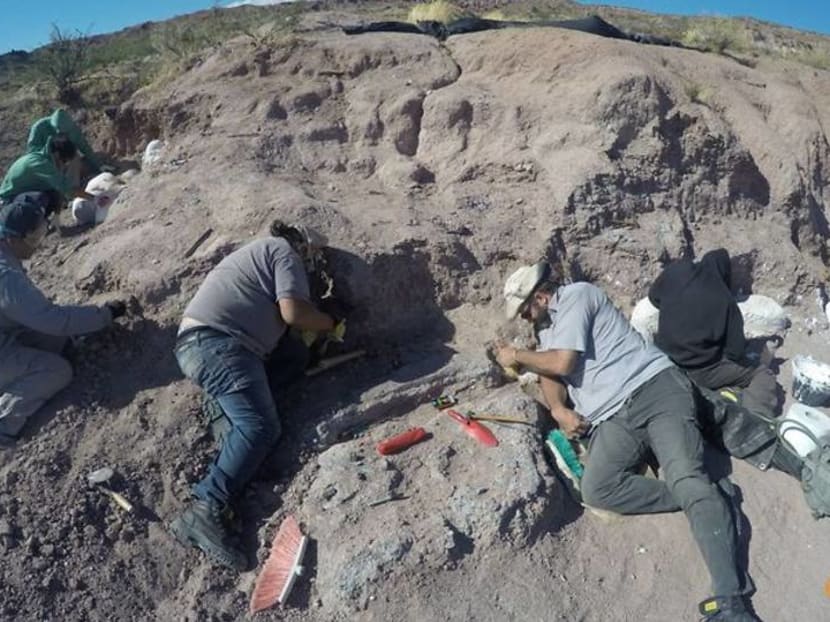 Fossils of oldest member of huge dinosaur group found in Argentina Fossils of oldest member of huge dinosaur group found in Argentina