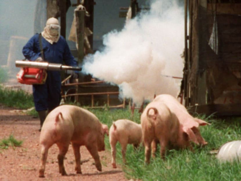 A pig farm being fogged before Malaysian soldiers began shooting the pigs in Sungai Nipah, Kuala Lumpur, in 1999 to fight the Nipah virus outbreak. Infectious diseases expert Paul Tambyah said this is an ‘extreme situation’ where culling may have been justified. Photo: Reuters