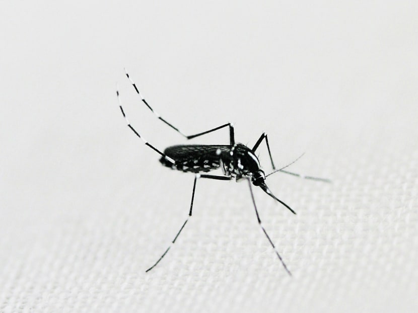 Aedes mosquito. Photo: Davis Ng/Capture Photography