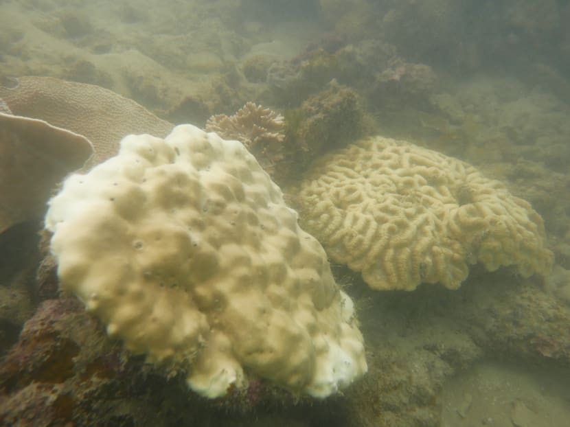 Coral bleaching forces closure of Sisters’ Island dive trails