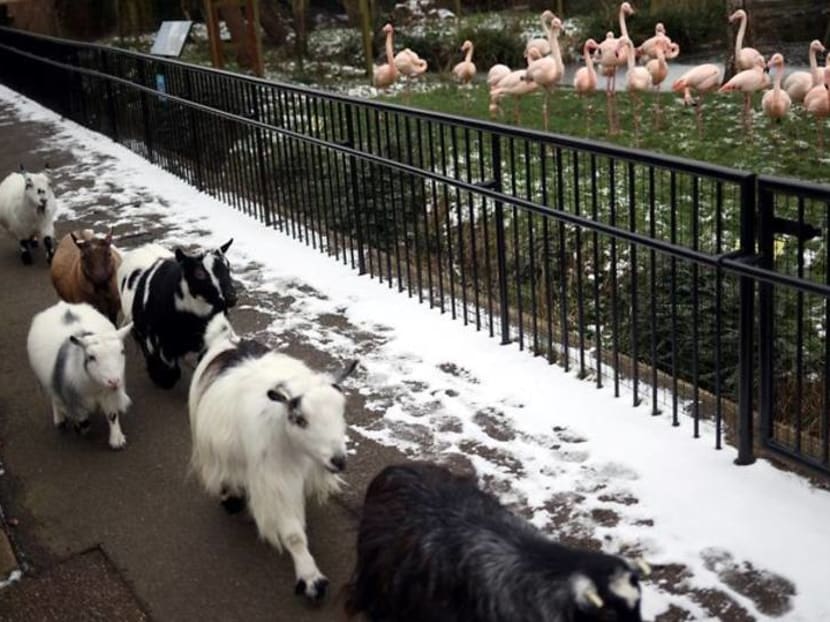 Locked down and lonely, London Zoo faces fight to survive Locked down and lonely, London Zoo faces fight to survive