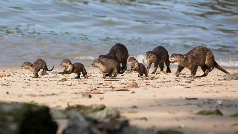 Strong support for tougher wildlife protection laws in Singapore: Survey Strong support for tougher wildlife protection laws in Singapore: Survey