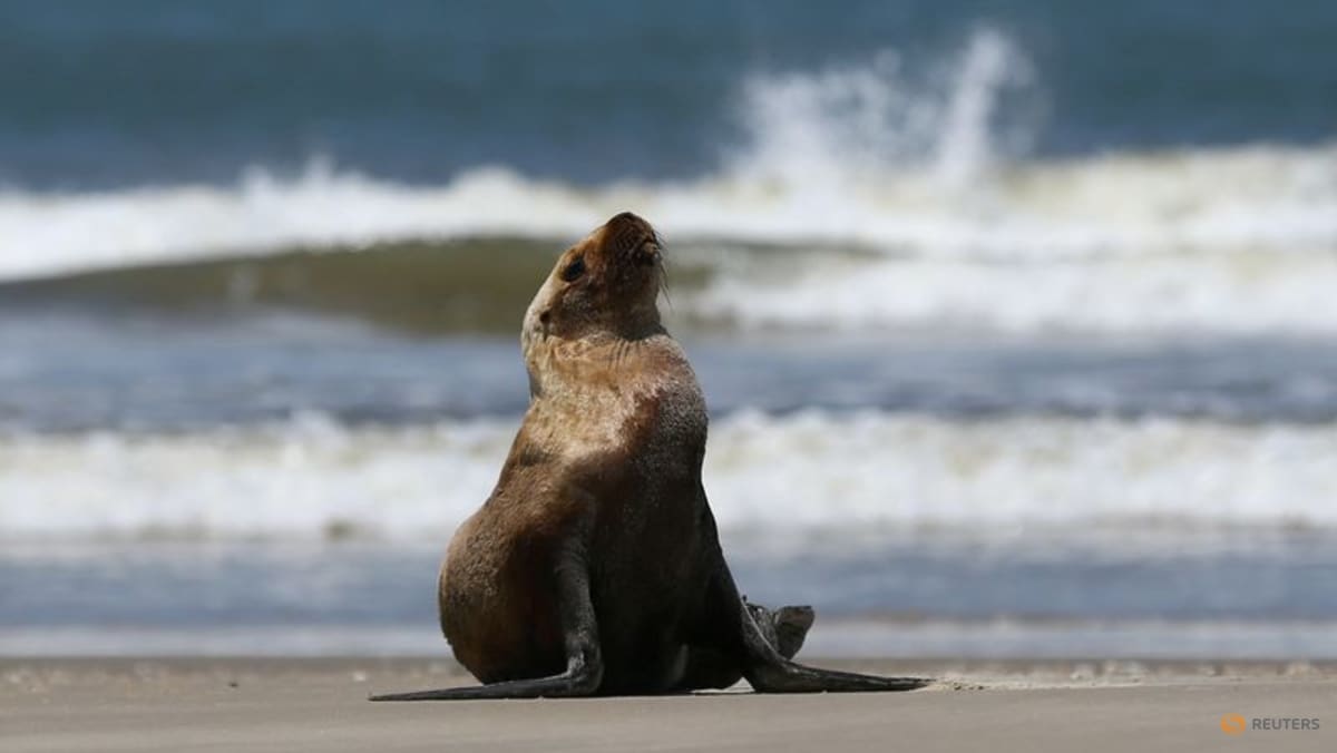 Bird flu kills over 900 seals, sea lions in south Brazil TODAY