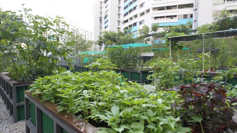 NParks agih 400,000 paket benih percuma, peruntuk geran S$1.8 juta tambah kebun masyarakat