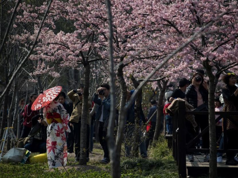 China’s largest peach blossom field now in bloom