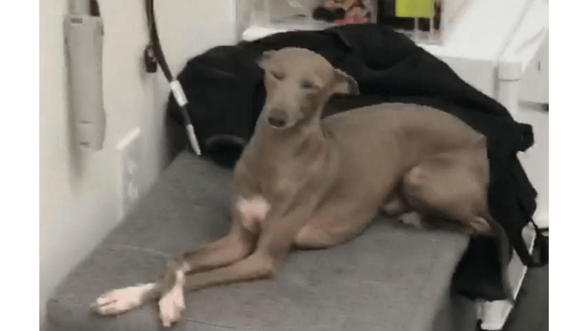Kylie Jenner takes dog to laser salon Kylie Jenner takes dog to laser salon