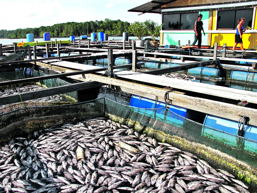 The fishes at Mr Phillip Lim's fish farm at the Pasir Ris eastern fish farms have been completely wiped out. TODAY file photo