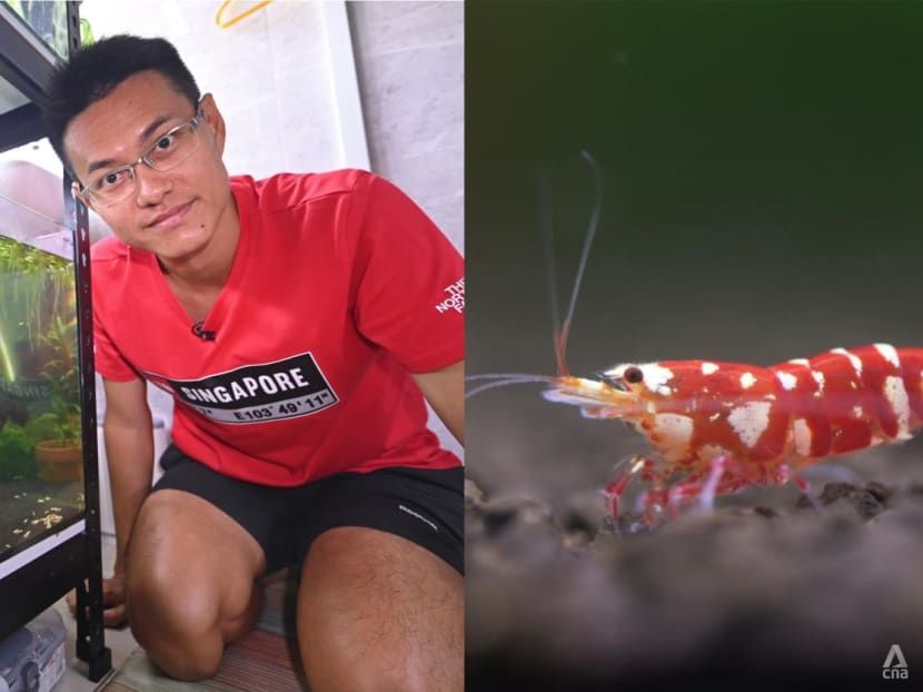 He’s a prawn star: Meet the ornamental shrimp hobbyist with a mission to educate and share
