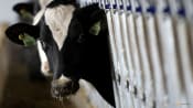US looking into ground beef after bird flu found in milk