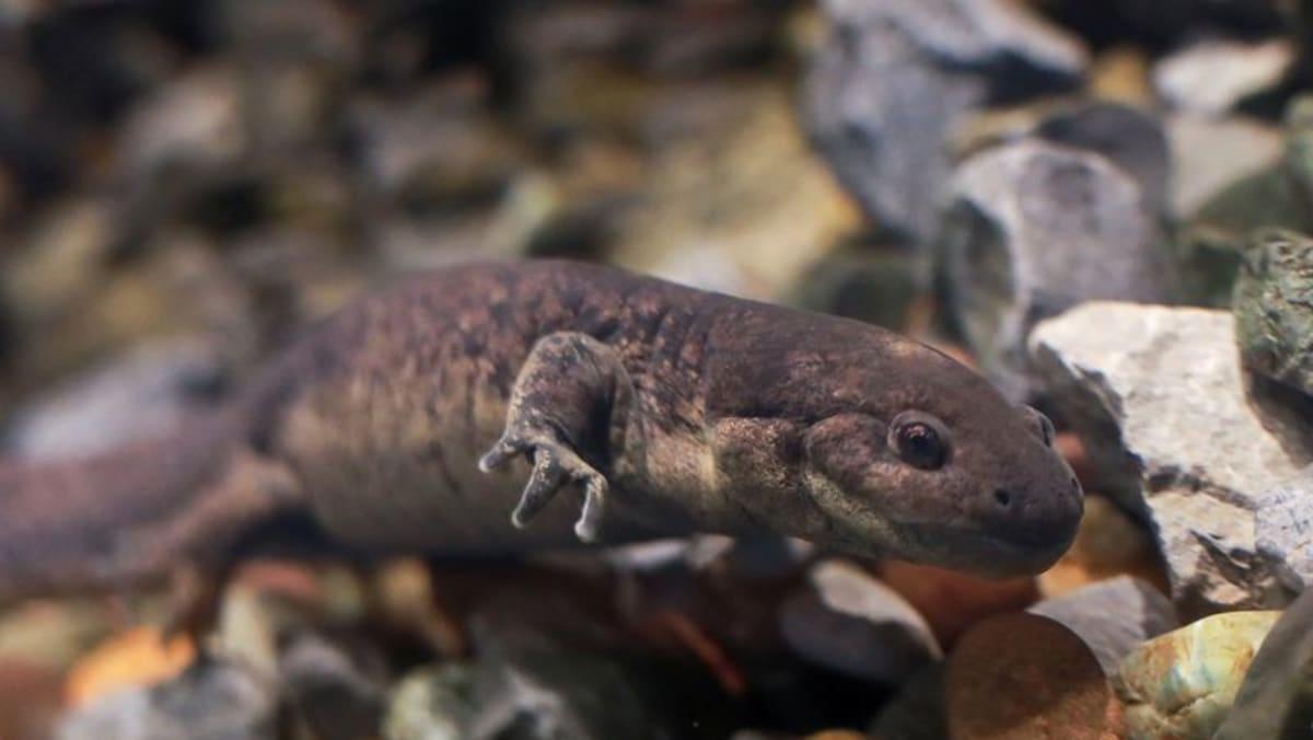 Nuevo museo en México destaca salamandra ajolote en peligro de extinción