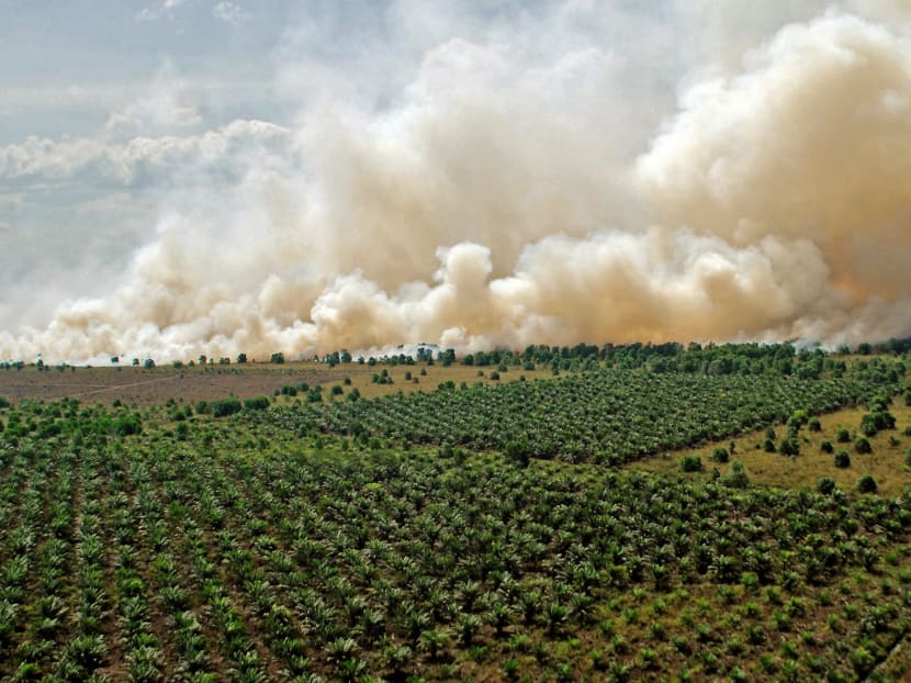 Smoke near a palm plantation in Dumai, Riau province,  Indonesia. Photo: Antara Foto via Reuters.