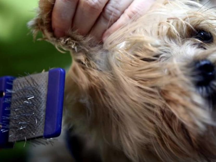 In Vienna, getting a haircut can be easier for dogs than their owners In Vienna, getting a haircut can be easier for dogs than their owners