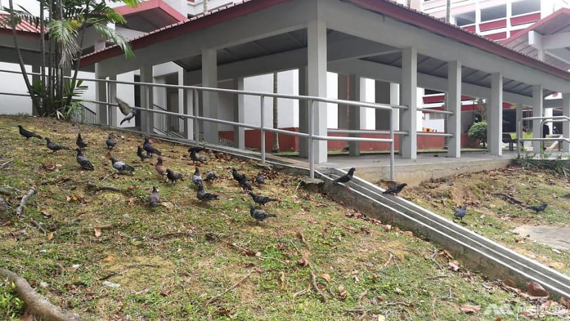 Pigeon population will keep growing unless people stop feeding them: AVA
