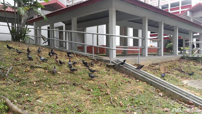 Pigeon population will keep growing unless people stop feeding them: AVA Pigeon population will keep growing unless people stop feeding them: AVA