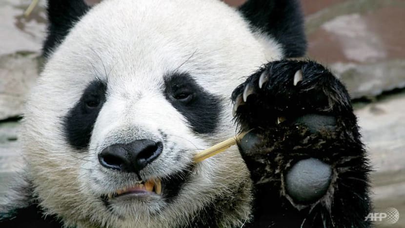 Thailand's sex-shy giant panda dies aged 19 Thailand's sex-shy giant panda dies aged 19