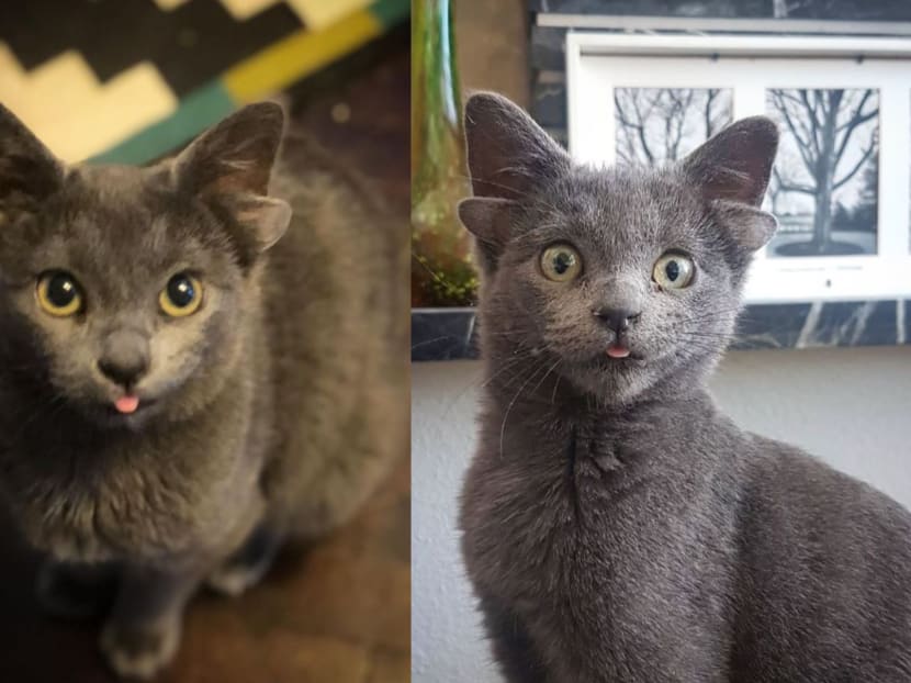 The kitten, named Midas, now has over 38,000 followers on its Instagram account. The kitten, named Midas, now has over 38,000 followers on its Instagram account.