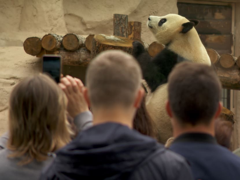 In conjunction with the 70th anniversary of Sino-Russian relations, China loaned Moscow a pair of pandas that are kept at Moscow Zoo. In conjunction with the 70th anniversary of Sino-Russian relations, China loaned Moscow a pair of pandas that are kept at Moscow Zoo.