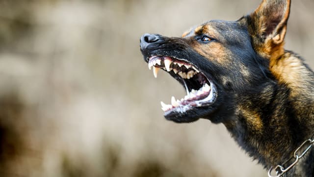 马国砂拉越今年以来 已有九人因狂犬病逝世 