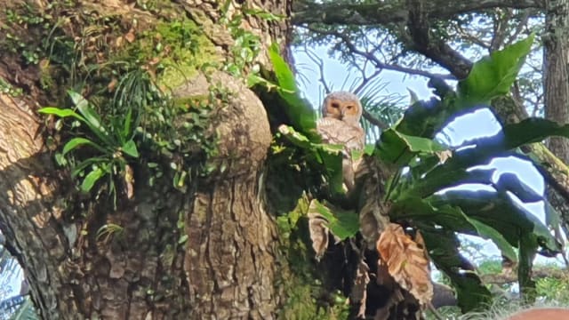 树上出现濒危猫头鹰引人围观 网民：很危险！