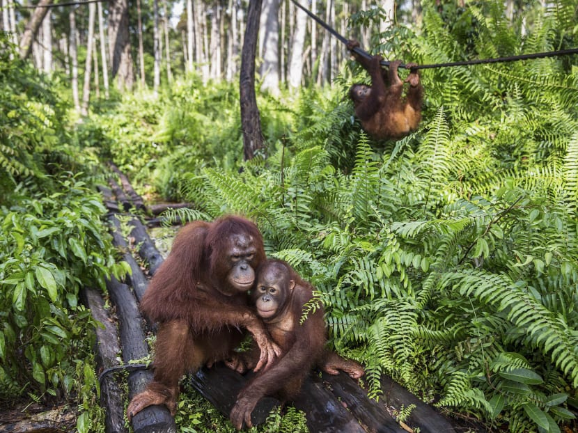 File photo of orangutans. Photo: The New York Times
