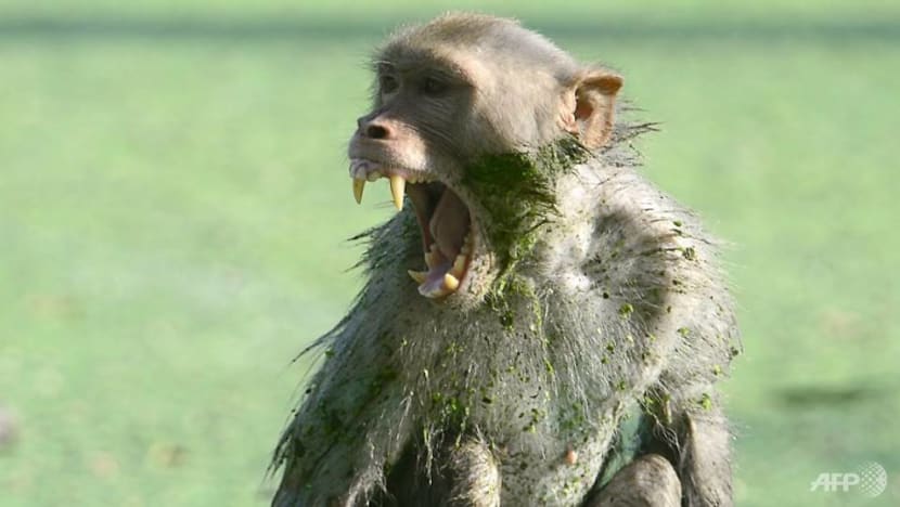 Monkey kills 12-day-old Indian baby Monkey kills 12-day-old Indian baby