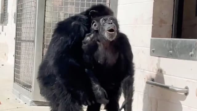 黑猩猩被关笼子28年 初见天日表情让人泪目