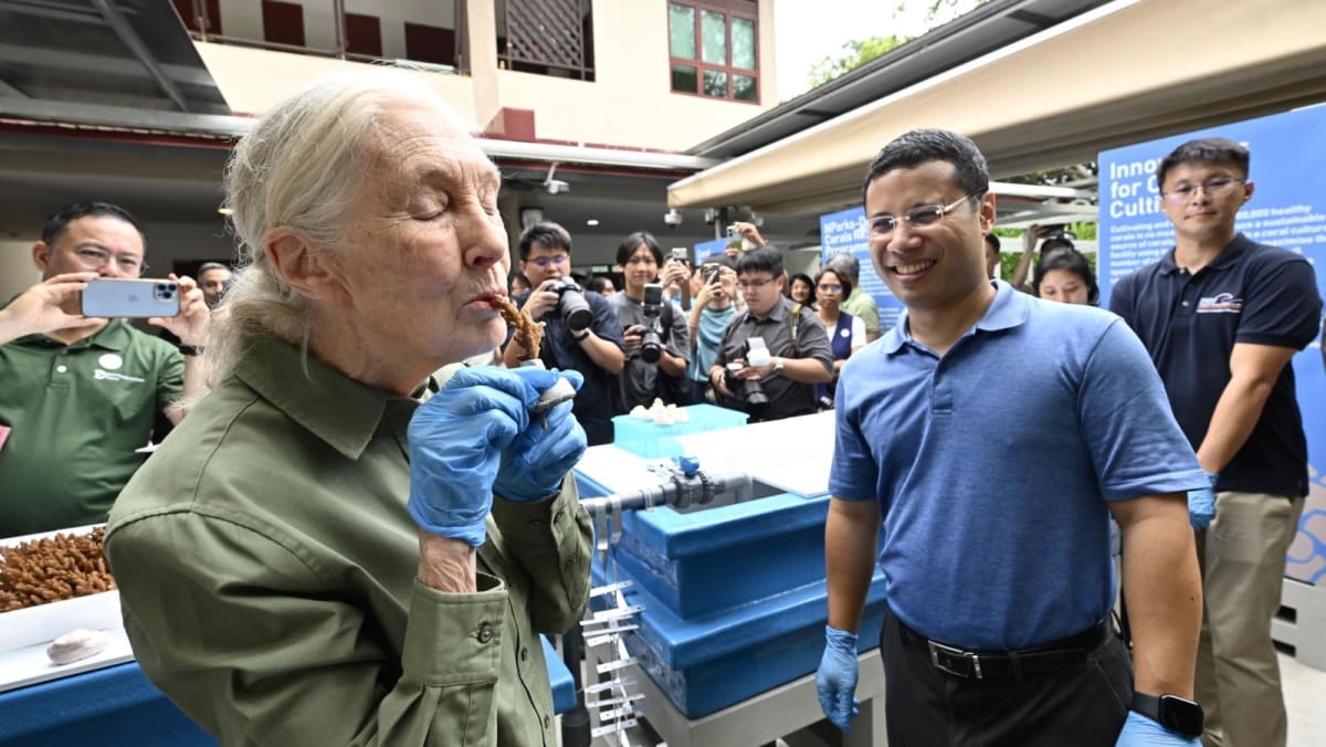 Singapore launches most extensive coral restoration effort with planting of 100,000 corals over next decade
