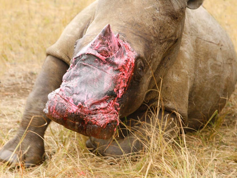 A rhino injured by poachers is now under the care of Saving the Survivors. Photo: Saving The Survivors/Facebook