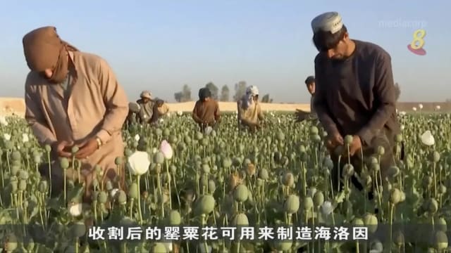 塔利班宣布禁止种植鸦片原材料罂粟花