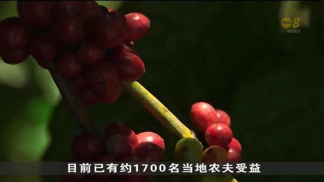 巴拿马运河延续环保计划 维护咖啡种植者生计