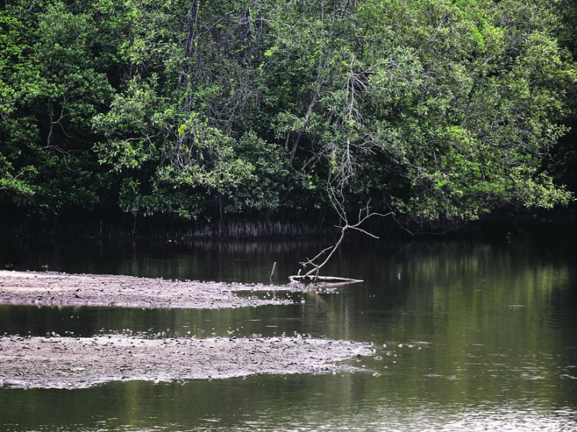 Mangroves at Sungei Buloh Wetland Reserve. Singapore is not alone in fighting climate change, nor the only country that is using nature-based solutions.