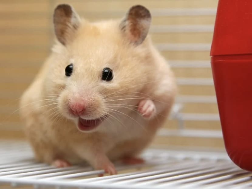 Hamster