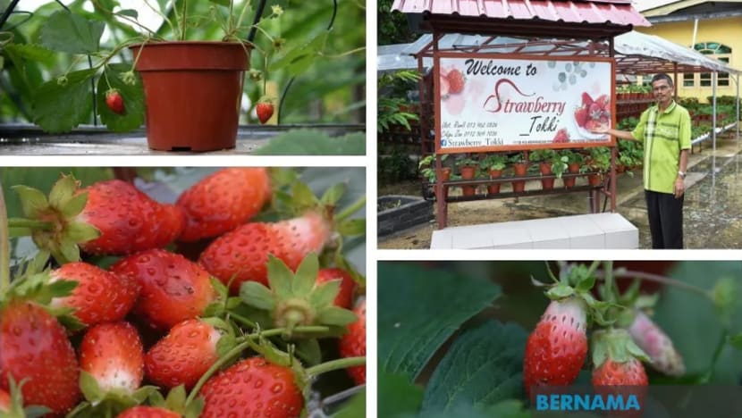 Guru manfaatkan tempoh sekatan di M'sia tanam lebih 1,000 pokok strawberi