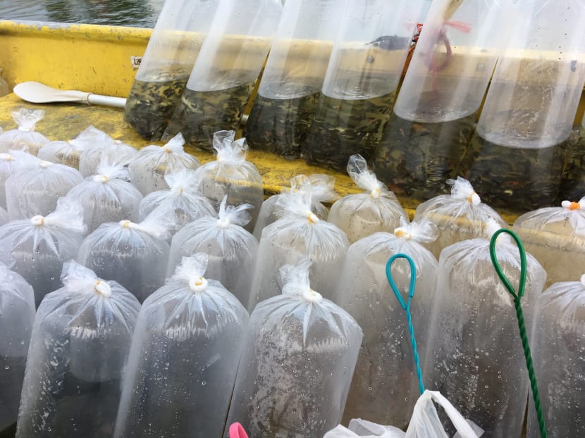 Bags of fish — swordtails, mollies and guppies — ready for release into the reservoir.